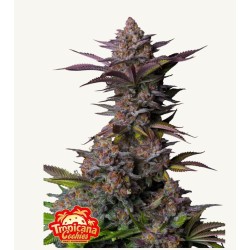 Tropicana Cookies FF · FastBuds Seeds · semillas de marihuana · Fem