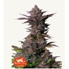 Tropicana Cookies FF · FastBuds Seeds · semi di canapa · Fem