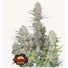 Tropicana Cookies Auto · FastBuds Seeds · semi di canapa · AutoFem