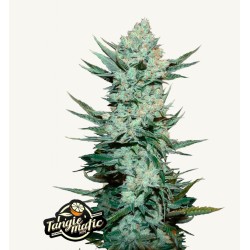 Tangie Matic · FastBuds Seeds · cannabis seeds · AutoFem