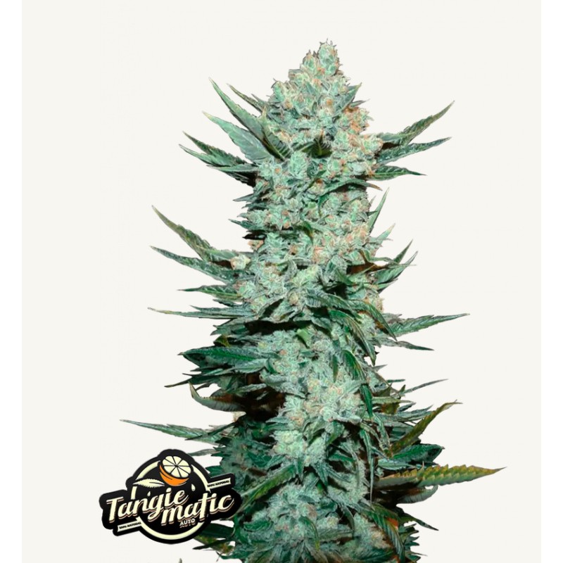 Tangie Matic · FastBuds Seeds · cannabis seeds · AutoFem