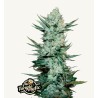 Tangie Matic · FastBuds Seeds · cannabis seeds · AutoFem