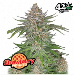 Strawberry Pie Auto · FastBuds Seeds · semi di canapa · AutoFem