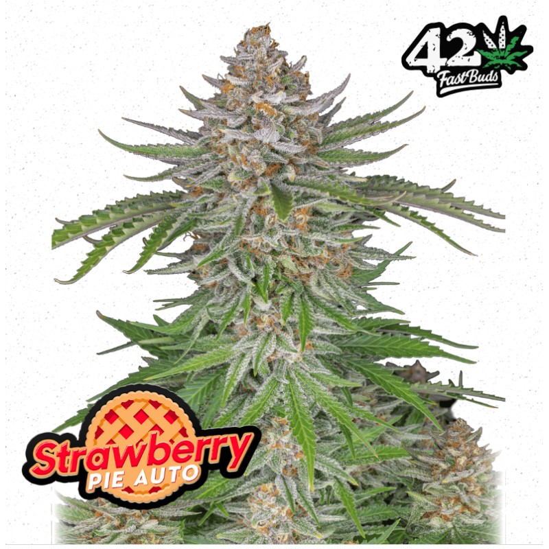 Strawberry Pie Auto · FastBuds Seeds · semillas de marihuana · AutoFem