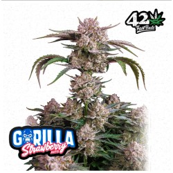 Strawberry Gorilla Auto · FastBuds Seeds · semillas de marihuana · AutoFem