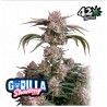Strawberry Gorilla Auto · FastBuds Seeds ·semi di canapa · AutoFem