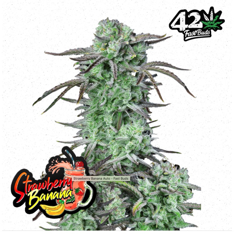 Strawberry Banana Auto · FastBuds Seeds · cannabis seeds · AutoFem