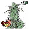 Strawberry Banana Auto · FastBuds Seeds · cannabis seeds · AutoFem