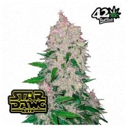 Stardawg Auto · FastBuds Seeds · semillas de marihuana · AutoFem