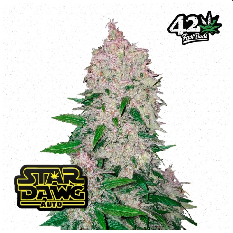 Stardawg Auto · FastBuds Seeds · semillas de marihuana · AutoFem