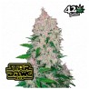 Stardawg Auto · FastBuds Seeds · semi di canapa · AutoFem