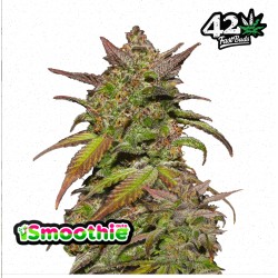 Smoothie Auto · FastBuds Seeds · cannabis seeds · AutoFem
