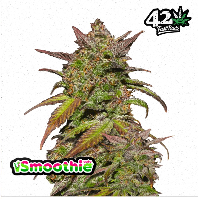 Smoothie Auto · FastBuds Seeds · cannabis seeds · AutoFem