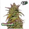 Smoothie Auto · FastBuds Seeds · semi d i canapa · AutoFem