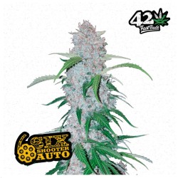Six Shooter Auto: Semi Autofiorenti Ad Alto Rendimento | Fast Buds