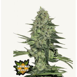 Rhino Ryder Auto · FastBuds Seeds · semillas de marihuana · AutoFem