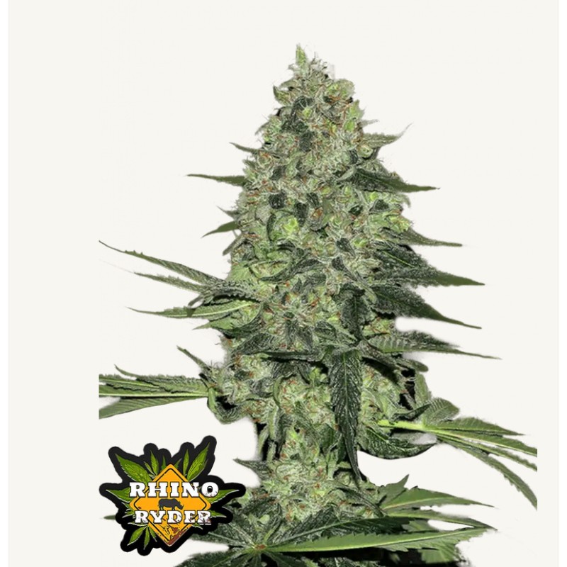 Rhino Ryder Auto · FastBuds Seeds · semillas de marihuana · AutoFem