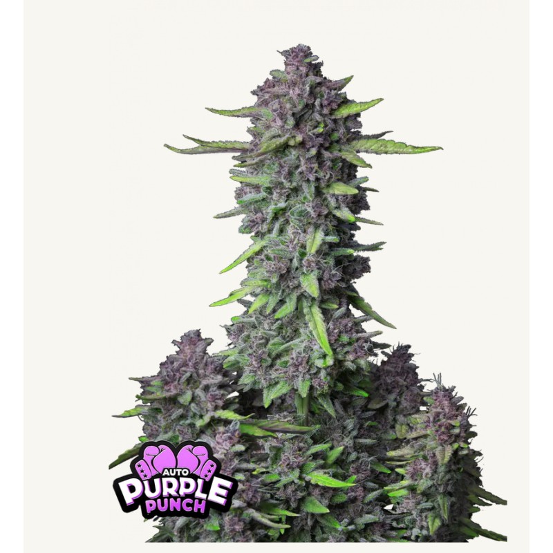 Purple Punch Auto · FastBuds Seeds · semillas de marihuana · AutoFem