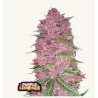 Purple Lemonade · FastBuds Seeds ·semi di canapa · AutoFem