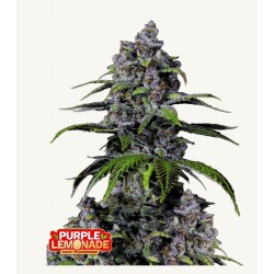 Purple Lemonade FF · FastBuds Seeds · cannabis seeds · Fem