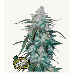 Pineapple Express Auto · FastBuds Seeds · semillas de marihuana · AutoFem