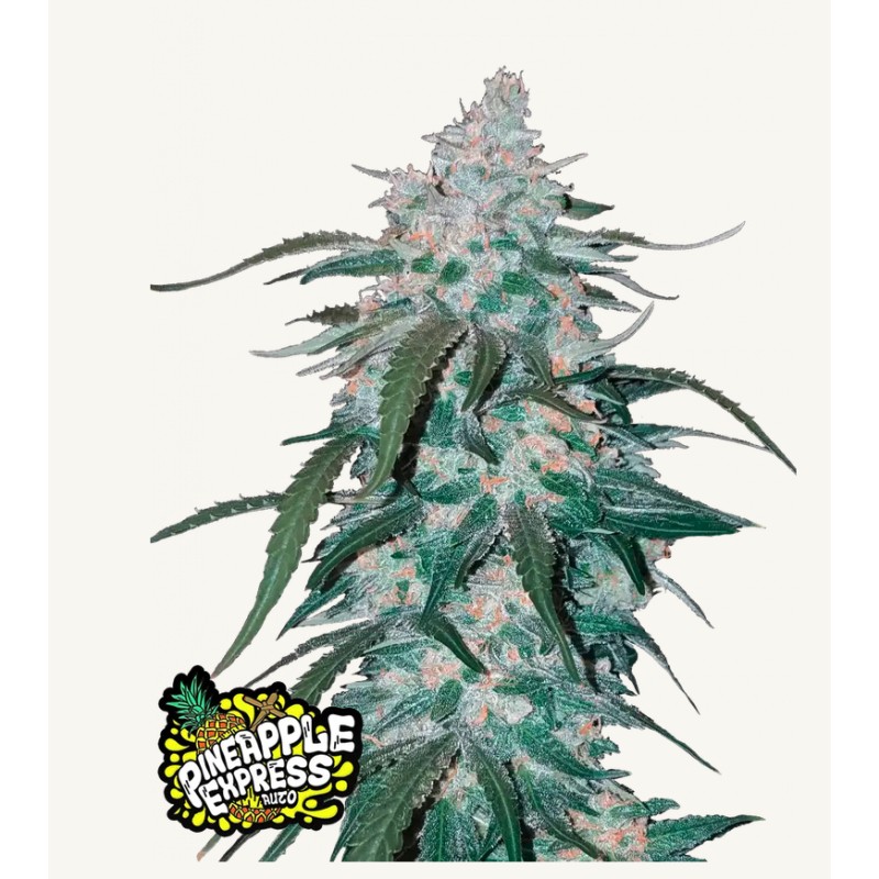Pineapple Express Auto · FastBuds Seeds · semillas de marihuana · AutoFem