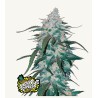 Pineapple Express Auto – Semi Autofiorenti Fastbuds