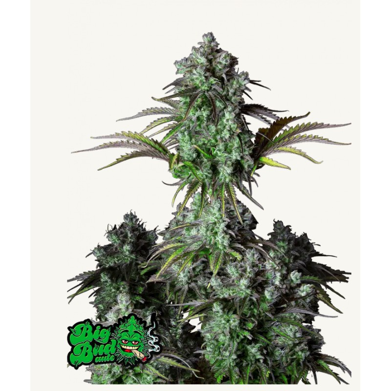 ORIGINAL BIG BUD AUTO · FastBuds Seeds · semillas de marihuana · AutoFem