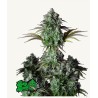 ORIGINAL BIG BUD AUTO · FastBuds Seeds · semillas de marihuana · AutoFem