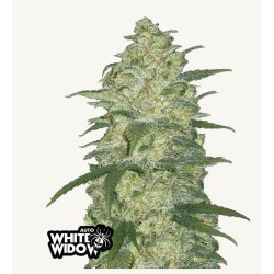 Original Auto White Widow: L'Icòna Olandese in Autofiorente | Fast Buds