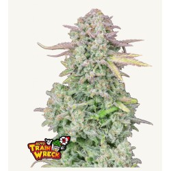 ORIGINAL AUTO TRAINWRECK · FastBuds Seeds · cannabis seeds · AutoFem