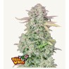 ORIGINAL AUTO TRAINWRECK · FastBuds Seeds · semi di canapa · AutoFem