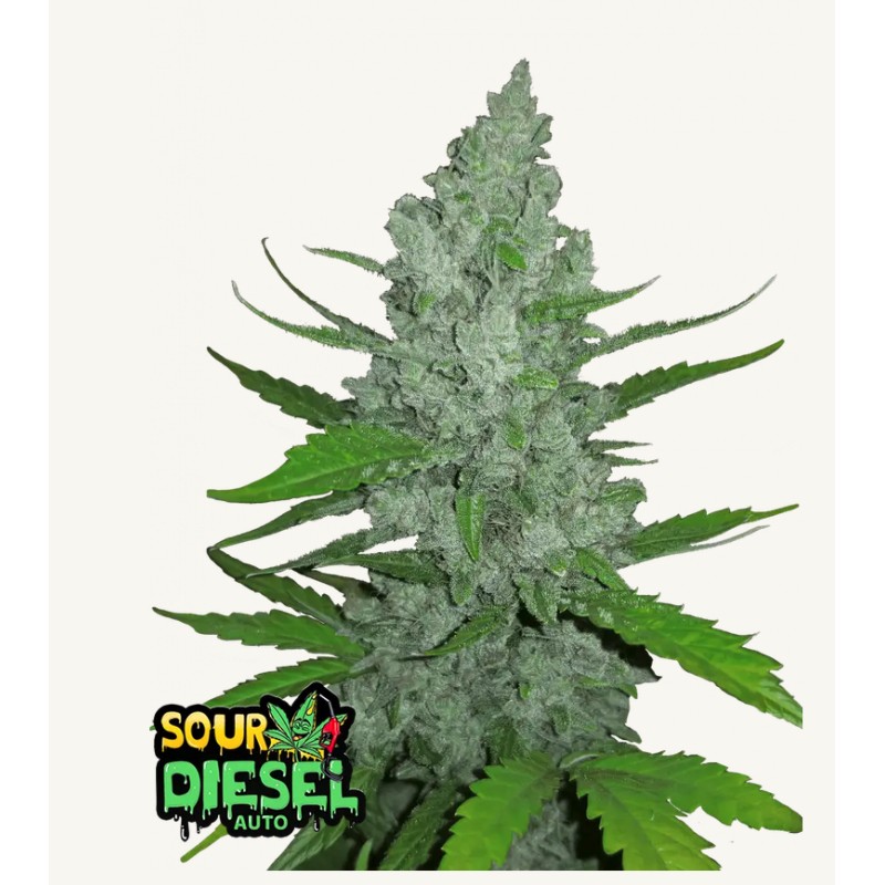 Original Auto Sour Diesel · FastBuds Seeds · semi di canapa · AutoFem