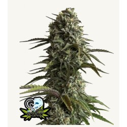 Original Auto Skunk · FastBuds Seeds · cannabis seeds · AutoFem