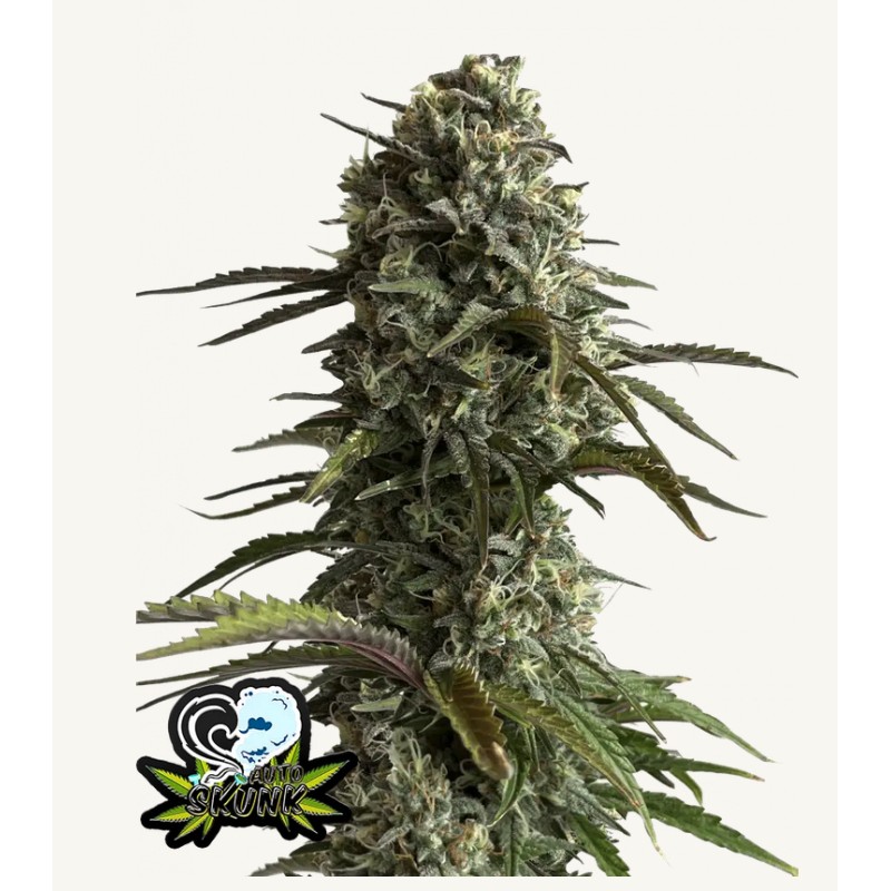 Original Auto Skunk · FastBuds Seeds · cannabis seeds · AutoFem