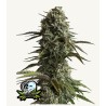 Original Auto Skunk · FastBuds Seeds · cannabis seeds · AutoFem