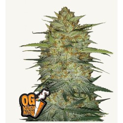 Original Auto OG Kush – Semi Autofiorenti Fastbuds