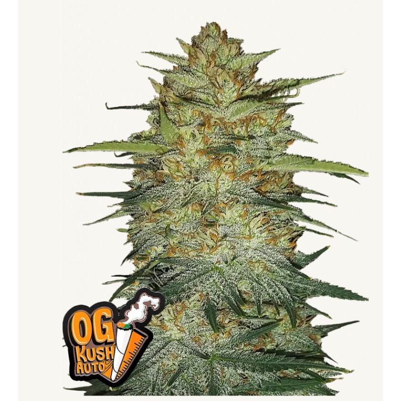 Original Auto OG Kush · FastBuds Seeds · cannabis seeds · AutoFem