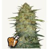 Original Auto OG Kush – Semi Autofiorenti Fastbuds