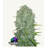 Original Auto Northern Lights · FastBuds Seeds · semillas de marihuana · AutoFem