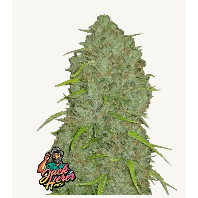 Original Auto Jack Herer · FastBuds Seeds · semi di canapa · AutoFem