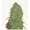 Original Auto Jack Herer · FastBuds Seeds · cannabis seeds · AutoFem