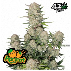 Apricot Auto · FastBuds Seeds · cannabis seeds · AutoFem