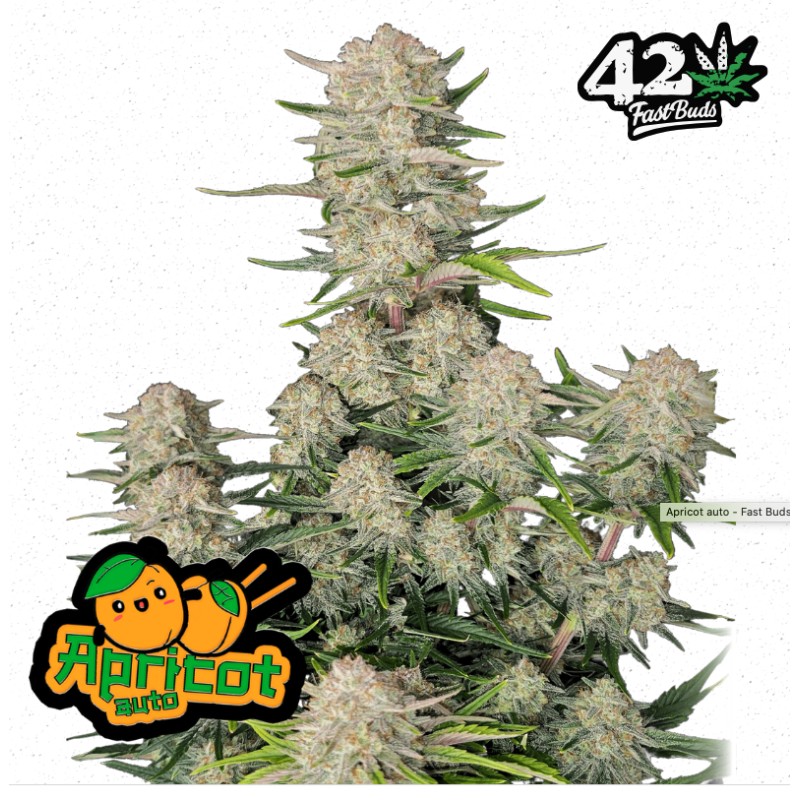 Apricot Auto · FastBuds Seeds · semi di canapa · AutoFem