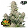 Apricot Auto · FastBuds Seeds · semillas de marihuana · AutoFem