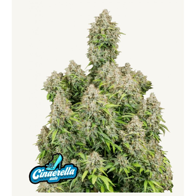ORIGINAL AUTO CINDERELLA · FastBuds Seeds · cannabis seeds · AutoFem