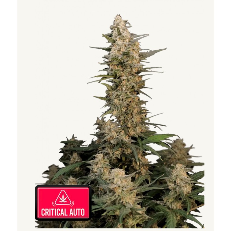 Original Auto Critical · FastBuds Seeds · semi di canapa · AutoFem