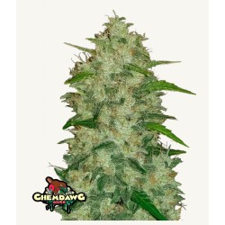 Original Auto Chemdawg · FastBuds Seeds · cannabis seeds · AutoFem