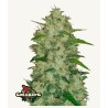 Original Auto Chemdawg · FastBuds Seeds · cannabis seeds · AutoFem