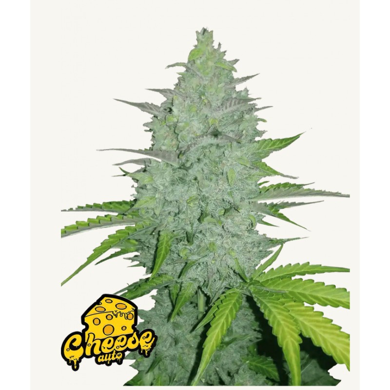 Original Auto Cheese · FastBuds Seeds · semi di canapa · AutoFem